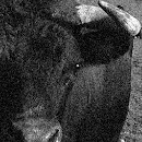 Avatar du membre