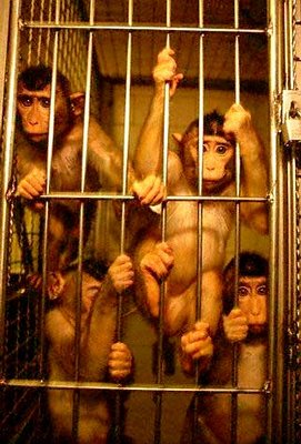 singe cage.jpg