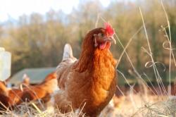 poule_4010_w250.jpg